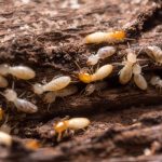 Domestic-Termite-Control