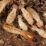 Emergency-Termite-Control-Services