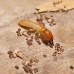 Same-Day-Termite-Control