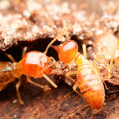 TERMITE-INSPECTION-AND-REMOVAL